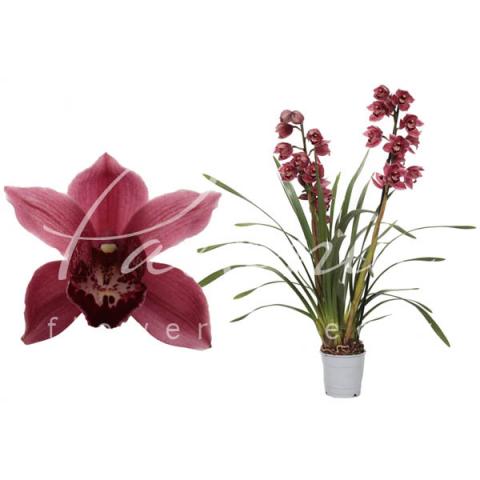 Цимбидиум (орхидея) 12*50 2 ствола Jolly Red