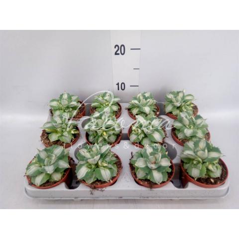 Агава 09*15 potatorum Ouhi-Raijin Variegata
