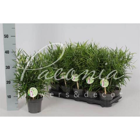 Аспарагус 12*40-45 Falcatus
