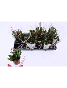 Шлюмбергера 10*30 жовта Шлюмбергера 10*30 жовта