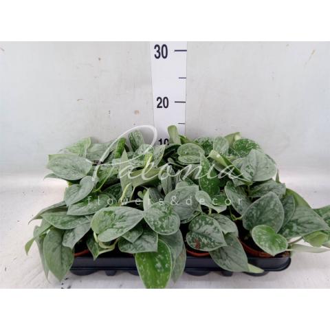 Сциндапсус 8*20 Pictus Silvery Anne