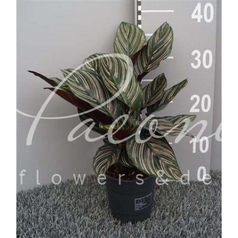 Калатея 12*35 Sanderiana Ornata