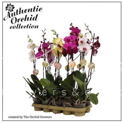Фаленопсис (орхідея) 12*80 1 стовбур Authentic мікс (Ter Laak Orchids)