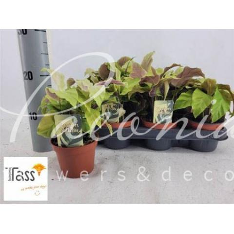 Калатея 10*15 Fusion Yellow Калатея 10*15 Fusion Yellow