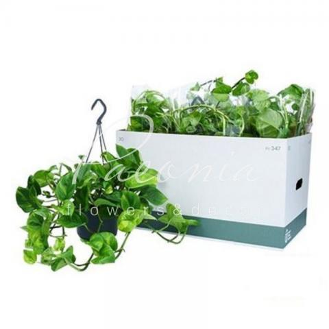 Епіпремнум 15*40 Global Green у підвісі