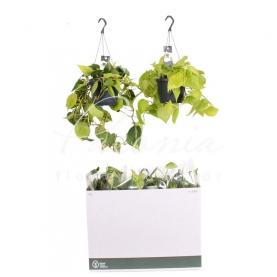 Філодендрон 17*35 Scandens мікс у підвісі