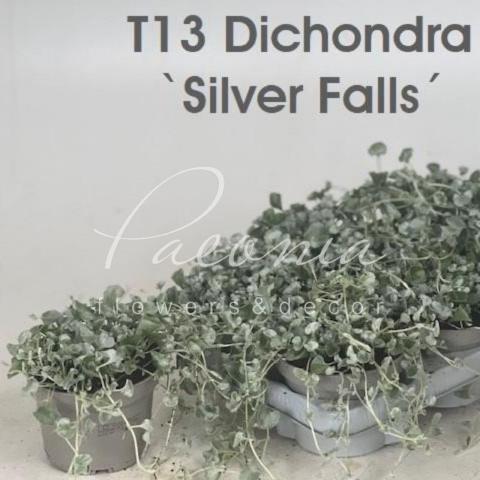 Діхондра 13*20 Silver Falls