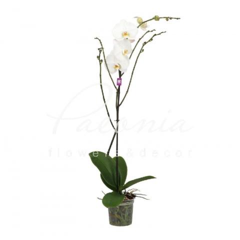 Фаленопсис (орхідея) гранді 15*90 1 стовбур білий (Opti-flor)