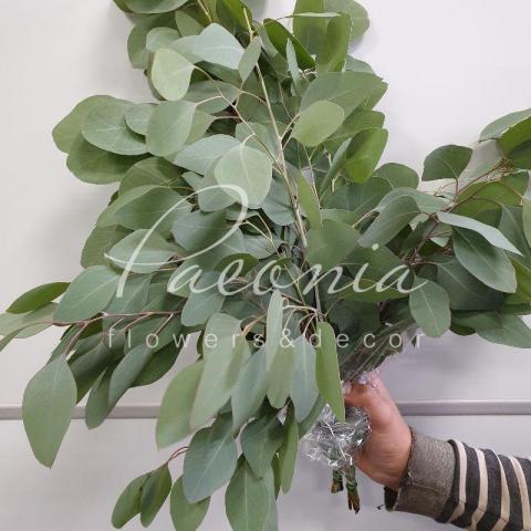 Эвкалипт Populus 70см 250-300г (цена за 1 пучок)