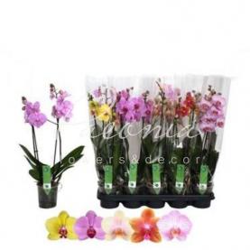 Фаленопсис (орхидея) 12*50 2 ствола микс (Green Balanz) Фаленопсис (орхидея) 12*50 2 ствола микс (Green Balanz)