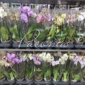 Фаленопсис (орхидея) 12*50 2 ствола микс (Green Balanz) Фаленопсис (орхидея) 12*50 2 ствола микс (Green Balanz)