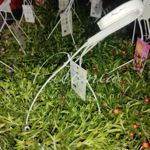 Делосперма 19*25 Купера Lido микс в подвесе Делосперма 19*25 Купера Lido микс в подвесе