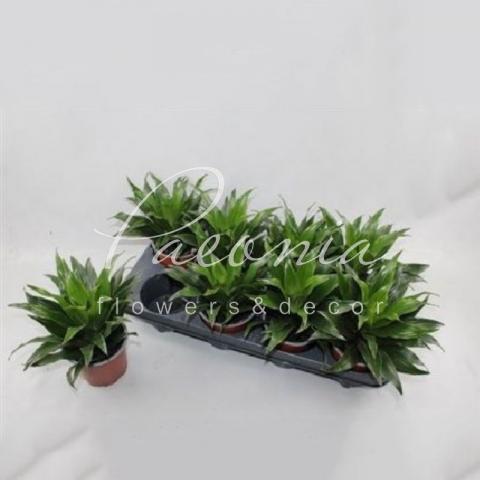 Драцена 12*25 Compacta без стовбура