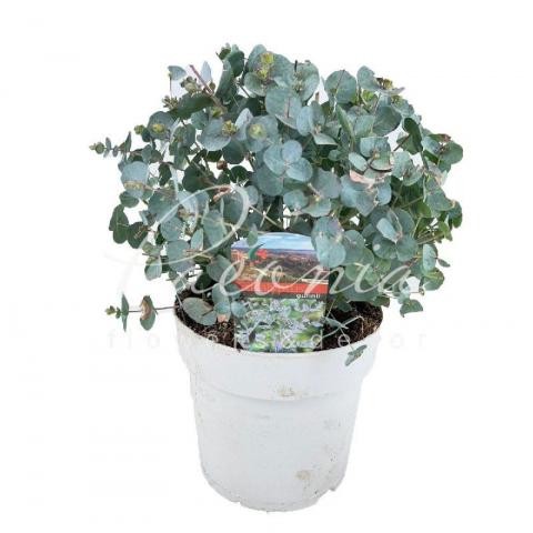Евкаліпт 14*30 Cinerea