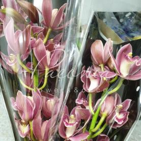 Орхидея цимбидиум микс *12 (цена за ветку)