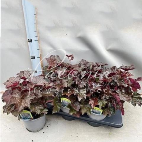 Гейхера 15*35 micrantha Palace Purple
