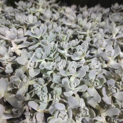Сукулент (вуличний) 12*15 Orostachys furusei