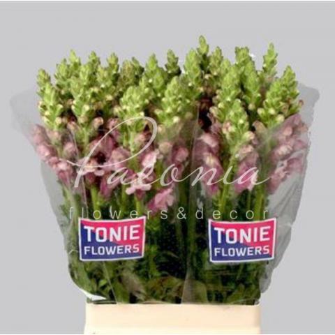 Антирринум Potomac Lavender 70см Антирринум Potomac Lavender 70см