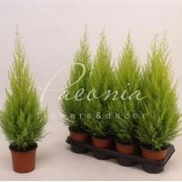 Кипарисовик 14*60 Goldcrest Wilma