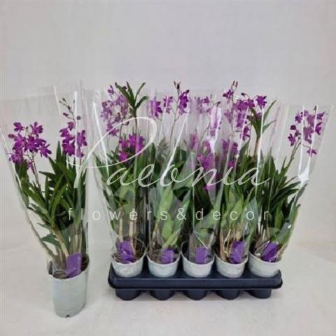 Дендробиум (орхидея) 12*40 пурпурный Berry Oda