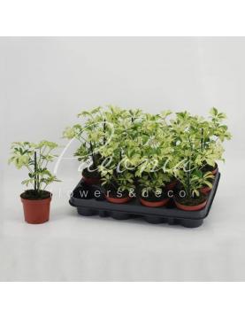 Шеффлера 8*20 Janine Шеффлера 8*20 Janine