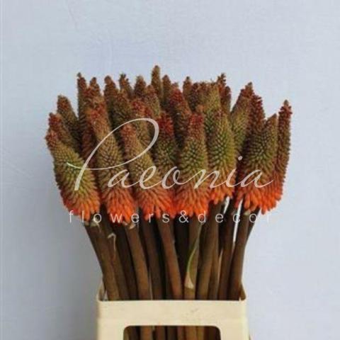 Книфофия Alcazar 60-65см
