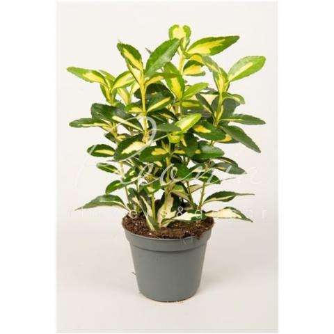 Бересклет 08*15 japonica Goldqueen