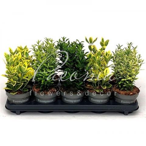 Бересклет 12*25-30 japonica микс