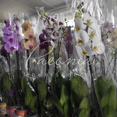 Фаленопсис (орхідея) 12*80 1 стовбур Authentic мікс (Ter Laak Orchids) Фаленопсис (орхідея) 12*80 1 стовбур Authentic мікс (Ter Laak Orchids)