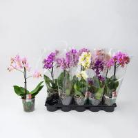 Фаленопсис (орхідея) мультифлора 9*35 1 стовбур мікс (Ter Laak Orchids)
