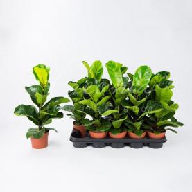 Фікус лірата 12*50 Bambino