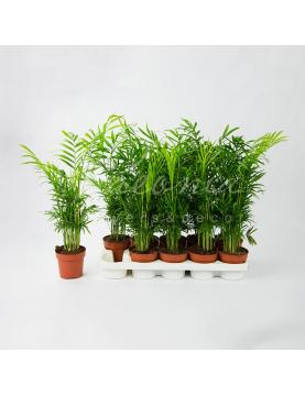 Хамедорея 12*55-60 Elegans Хамедорея 12*55-60 Elegans