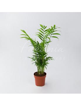 Хамедорея 12*55-60 Elegans Хамедорея 12*55-60 Elegans