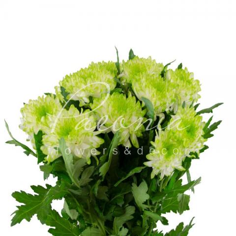 Хризантема одноголова Zembla Lime 70см Хризантема одноголова Zembla Lime 70см