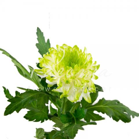 Хризантема одноголова Zembla Lime 70см Хризантема одноголова Zembla Lime 70см