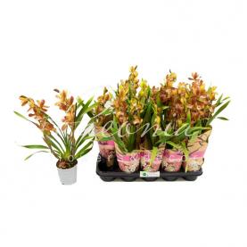 Цимбідіум (орхідея) 12*50 2 стовбури помаранчевий