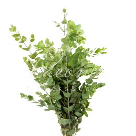 Эвкалипт Cinerea 65см 200гр (цена за 1 пучок)