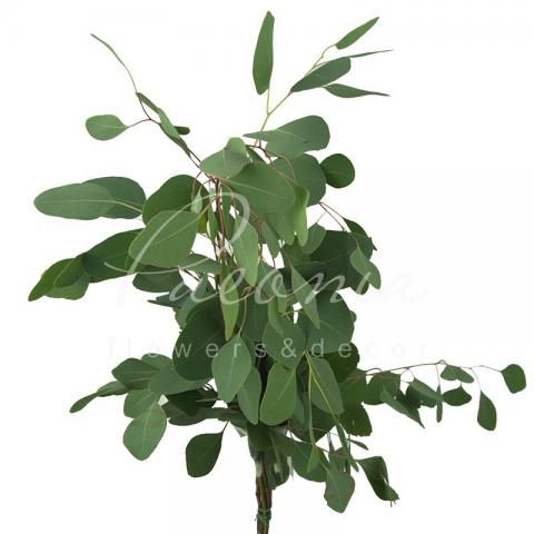 Эвкалипт Populus 70см 250-300г (цена за 1 пучок)