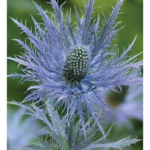 Эрингиум Alpinum Blue Angel 50см