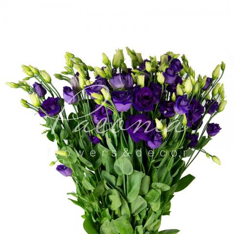 Еустома Rosita Blue 70см