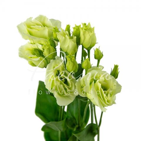 Эустома Rosita Green 72см