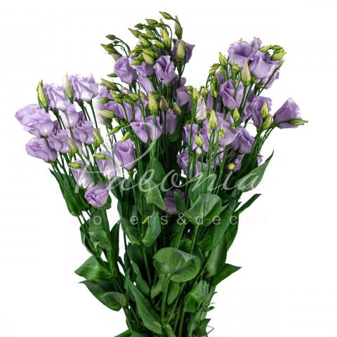 Еустома Rosita Lavender 72см