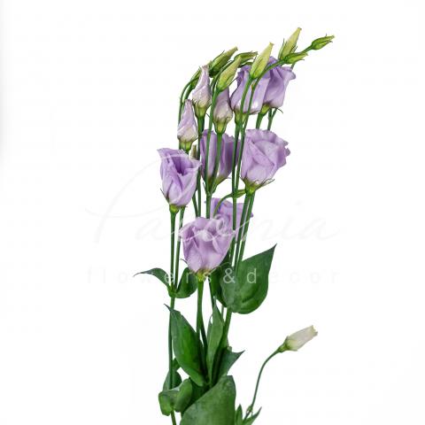 Еустома Rosita Lavender 72см