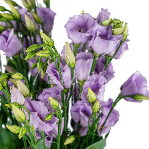 Еустома Rosita Lavender 72см