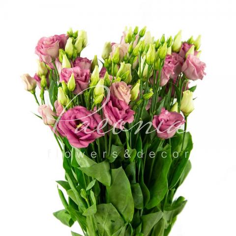 Еустома Rosita Pink 72см