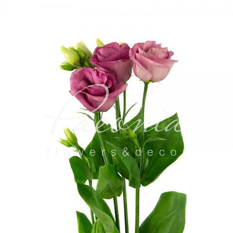 Еустома Rosita Pink 72см