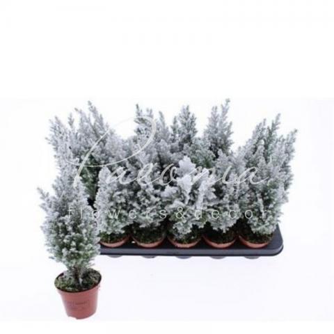 Кипарисовик 09*30 Ellwoodii заснеженный