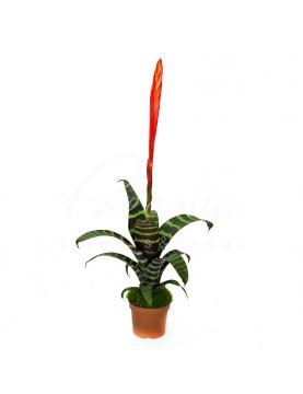 Врієзія 9*40 Era Врієзія 9*40 Era