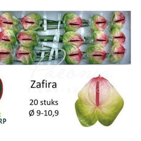 Антуриум Zafira Ø9см