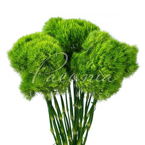Гвоздика Barbatus Green Trick 60см